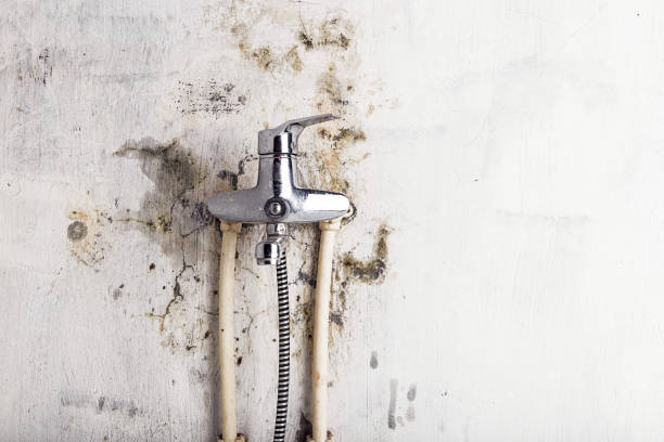 Best Toxic Mold Removal  in Port Republic, NJ