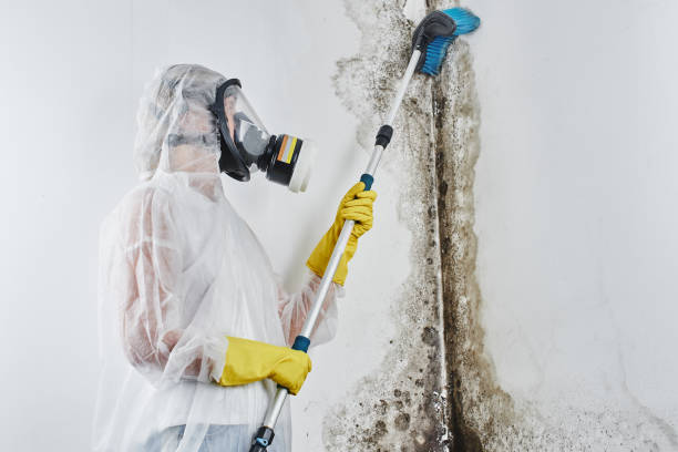 Best Certified Mold Removal  in Port Republic, NJ
