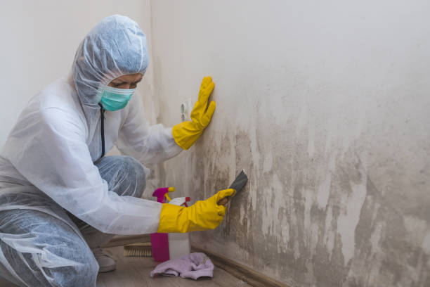 Mold Removal Process in Port Republic, NJ