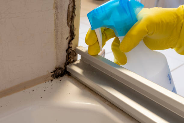 Best Crawl Space Mold Removal  in Port Republic, NJ