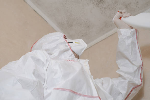 Mold Removal and Inspection in Port Republic, NJ